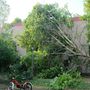 Orosházán fákat döntött ki a vihar