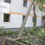 Kidőlt fa az orosházi kórház krónikus osztályánál