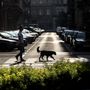 Egy férfi sétáltatja kutyáját a Belvárosban.