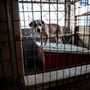A rehabilitációs központban rossz körülmények között tartott, beteg, sokszor bevadított, kutyaviadalról mentett pitbullokat fogadnak be és gondoznak.