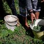 A családok a Kiútprogram mikrohiteléből kezdenek uborkatermelésbe a saját kertjükben, önkormányzati és állami segítség nélkül. A programban megtermelt uborka pedig egy nyár alatt akár fél millió forintot is hozhat a konyhára.