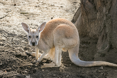 Benett-kenguru, erszényében egy kiskenguruval