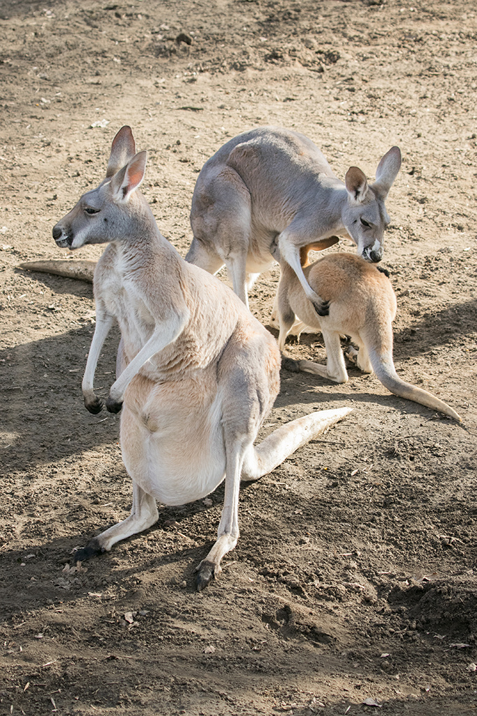 Benett-kenguru, erszényében egy kiskenguruval
