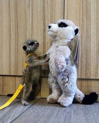 Az állatkertekben, ahol a vadonhoz képest kevésbé küzdelmes az élet, és ezért az állatok tovább is élnek a természetben élő fajtársaiknál, a nem domináns nőstények utódai is esélyt kapnak, például úgy, hogy a gondozók vállalják el a pótmamaságot