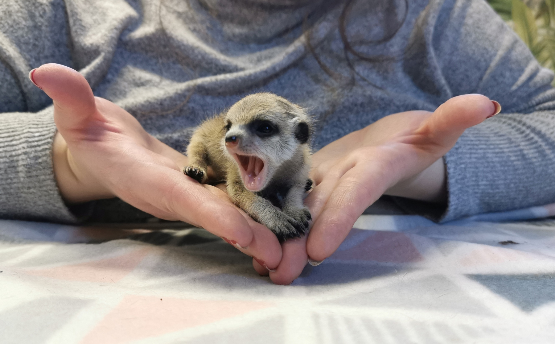 Az állatkertekben, ahol a vadonhoz képest kevésbé küzdelmes az élet, és ezért az állatok tovább is élnek a természetben élő fajtársaiknál, a nem domináns nőstények utódai is esélyt kapnak, például úgy, hogy a gondozók vállalják el a pótmamaságot