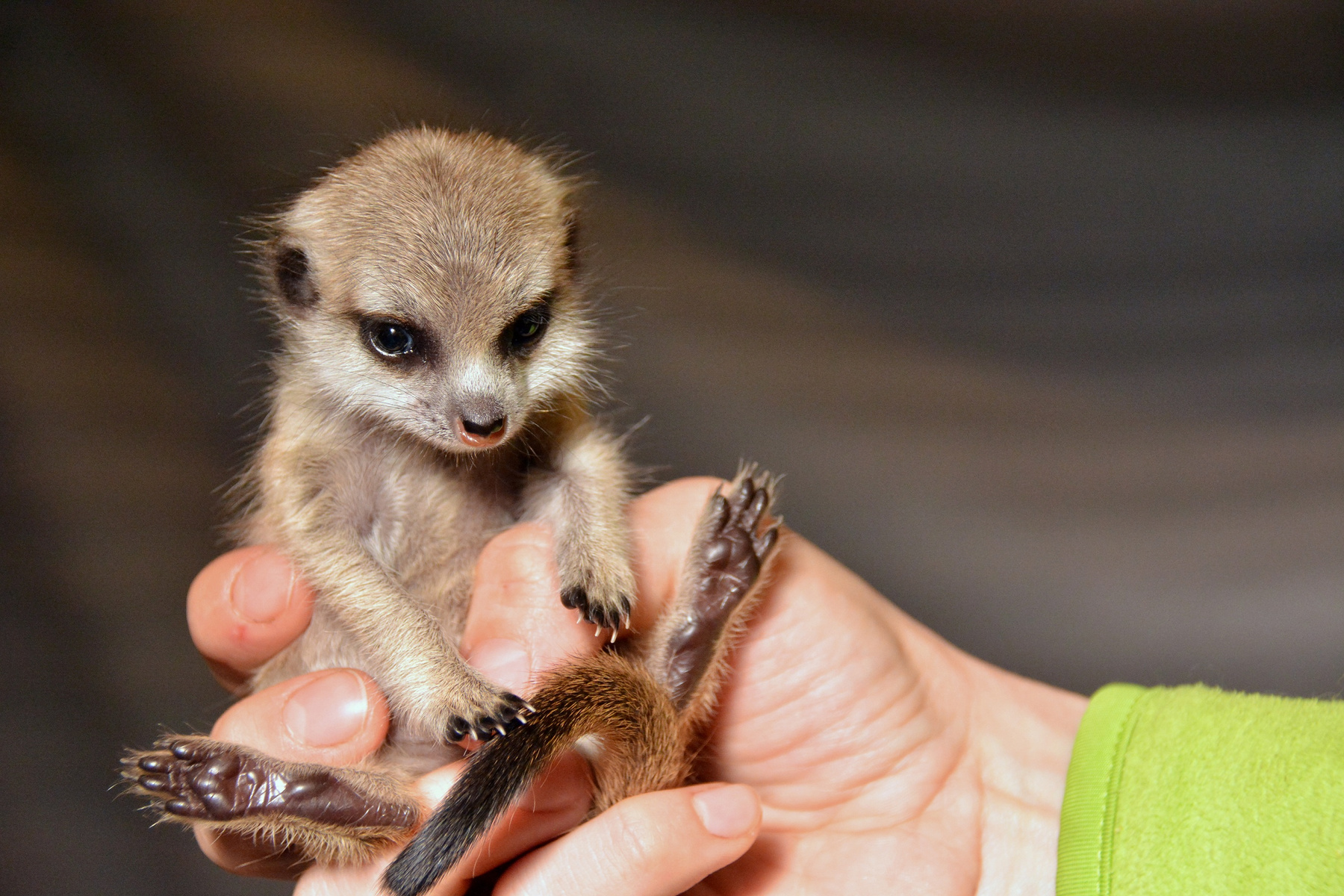 Az állatkertekben, ahol a vadonhoz képest kevésbé küzdelmes az élet, és ezért az állatok tovább is élnek a természetben élő fajtársaiknál, a nem domináns nőstények utódai is esélyt kapnak, például úgy, hogy a gondozók vállalják el a pótmamaságot