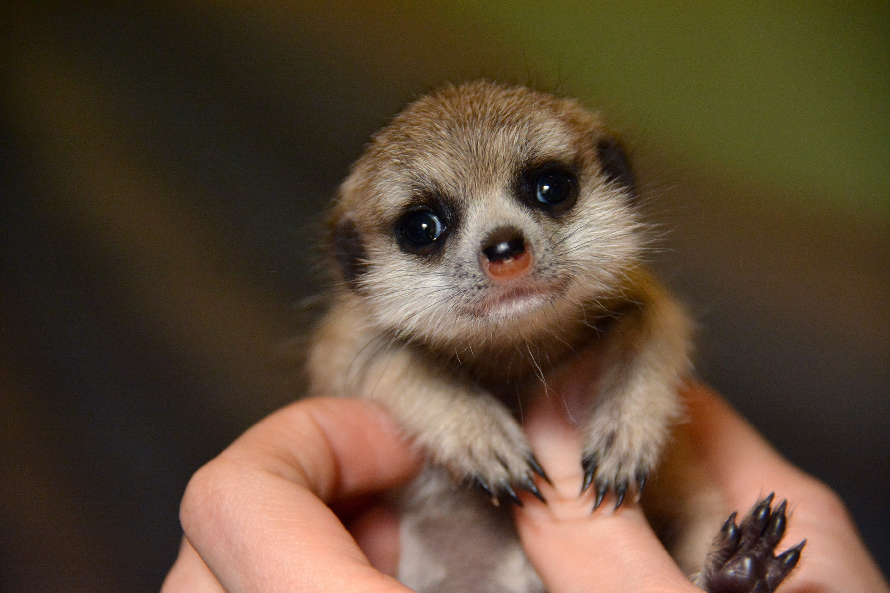 Az állatkertekben, ahol a vadonhoz képest kevésbé küzdelmes az élet, és ezért az állatok tovább is élnek a természetben élő fajtársaiknál, a nem domináns nőstények utódai is esélyt kapnak, például úgy, hogy a gondozók vállalják el a pótmamaságot