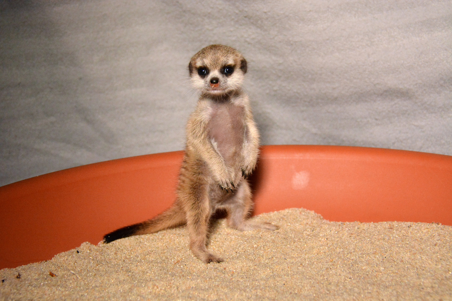 Az állatkertekben, ahol a vadonhoz képest kevésbé küzdelmes az élet, és ezért az állatok tovább is élnek a természetben élő fajtársaiknál, a nem domináns nőstények utódai is esélyt kapnak, például úgy, hogy a gondozók vállalják el a pótmamaságot