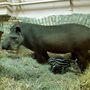 Gyermekáldás volt a Fővárosi Állat- és Növénykert dél-amerikai tapírjainál: Suki és Géza nászából
egy aranyos tapírkislány született. A jövevény még február 20-án reggel, tehát éppen hét héttel ezelőtt
jött a világra.