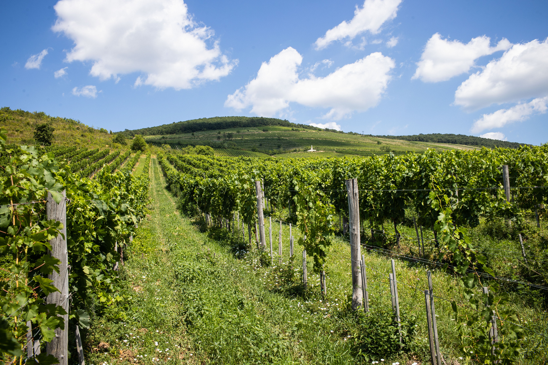 felkerült a St.Andrea szőlőbirtok a világ legjobb 50 borának listájára a decanter világversenyen