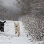 Kutyák játszanak a hóban a Zala megyei Nagybakónak közelében 2021. december 9-én