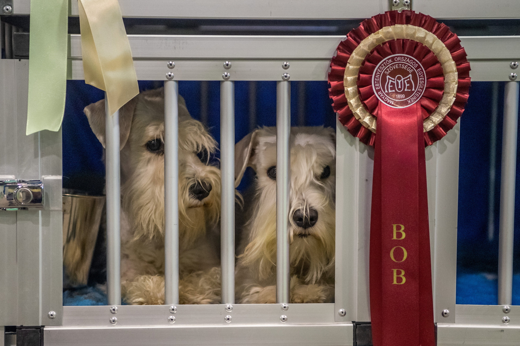 Bérczes Christine Elisabeth  Silver Dream Aussies Top Secret Meredith előadásában a Dog Dancing produkció.