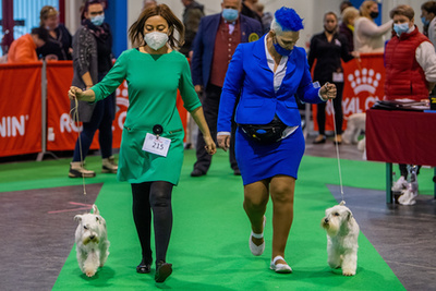 Bérczes Christine Elisabeth  Silver Dream Aussies Top Secret Meredith előadásában a Dog Dancing produkció.