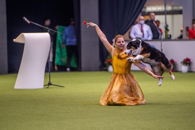 Bérczes Christine Elisabeth  Silver Dream Aussies Top Secret Meredith előadásában a Dog Dancing produkció.