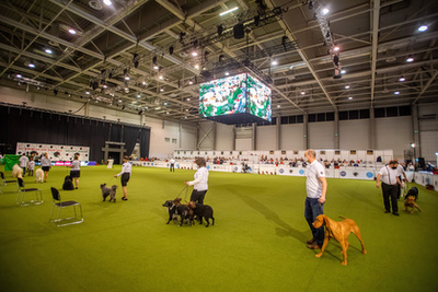 Bérczes Christine Elisabeth  Silver Dream Aussies Top Secret Meredith előadásában a Dog Dancing produkció.