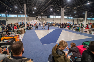 Bérczes Christine Elisabeth  Silver Dream Aussies Top Secret Meredith előadásában a Dog Dancing produkció.