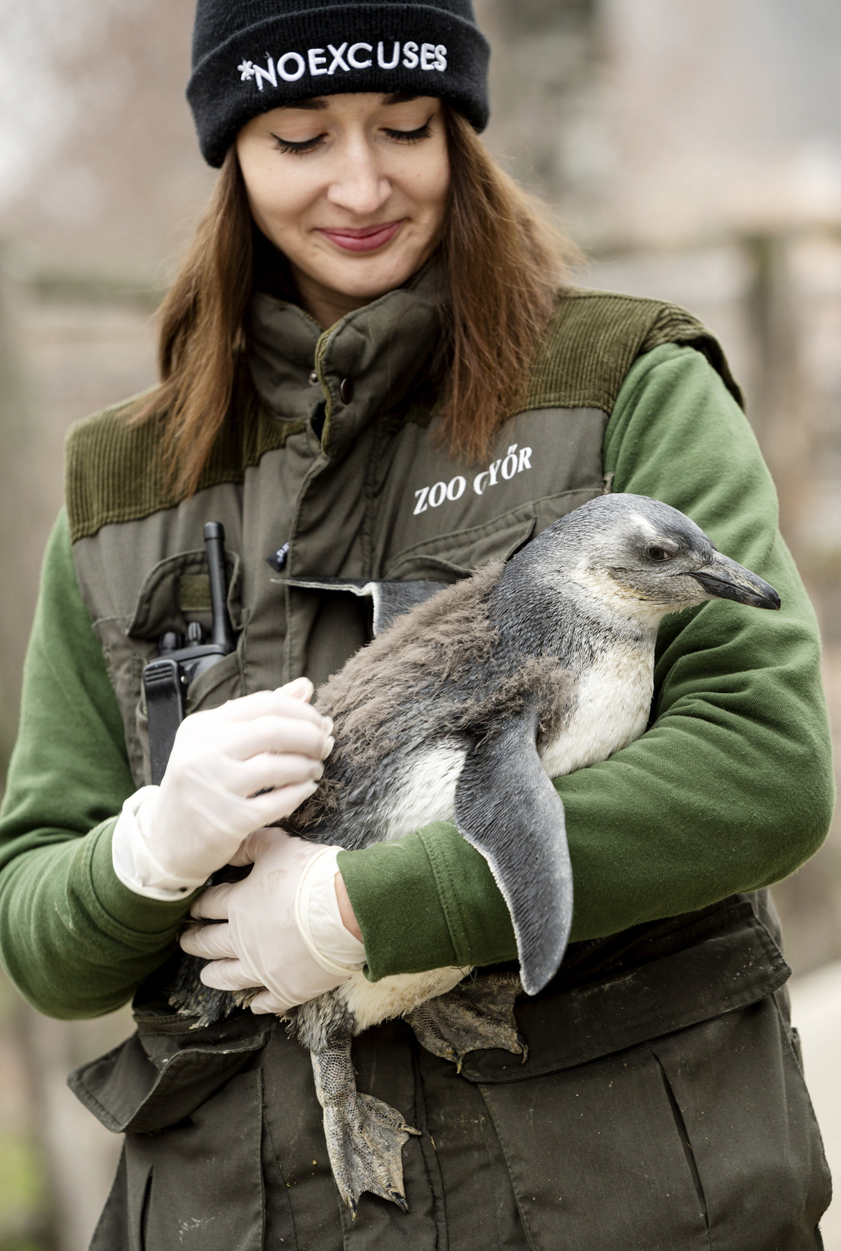 Spooky, az október 1-jén született pápaszemes pingvinfióka gondozójával a győri Xantus János Állatkertben 2022. december 21-én.