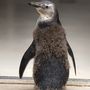 Spooky, az október 1-jén született pápaszemes pingvinfióka a győri Xantus János Állatkertben 2022. december 21-én.