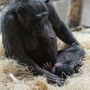 Nadine, a november 17-én született csimpánzkölyök anyjával a győri Xantus János Állatkertben 2022. december 21-én.