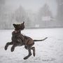 Egy kutya ugrál a hóban Kékestetőn 2023. január 16-án