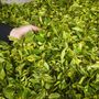 Fekete, zöld és oolong teát gyártanak az Azori-szigetek mindkét teagyárában