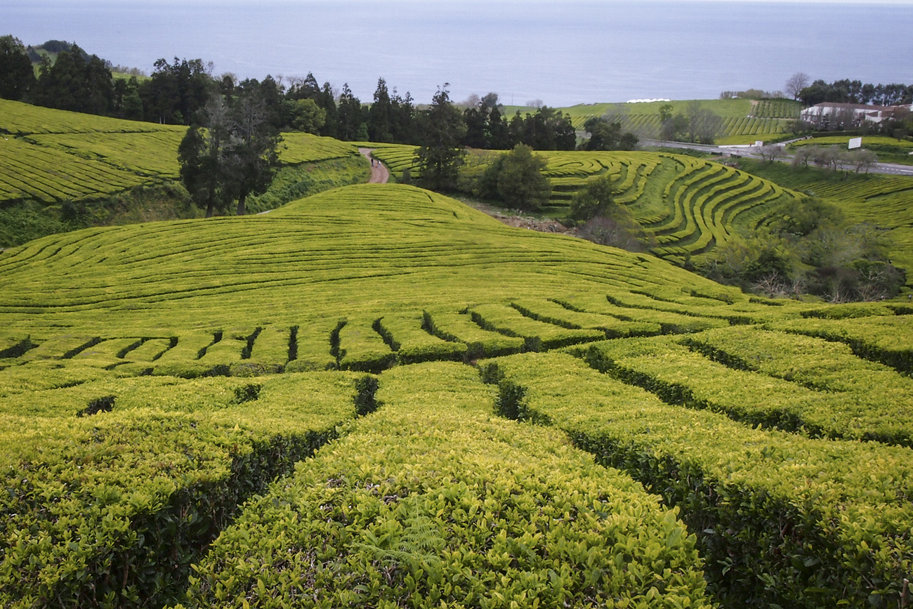 Azori trükk: helyi zöld tea plusz hatvan fokos hőforrás vize együtt lila teát eredményez