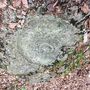 Ammonitesz - őscsiga-lenyomat a Bakonyban