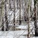 Szolnokon, a Zagyva árterében a jeges vízben álló fák közé szorult Gréti, az egyéves német juhászkutya. 