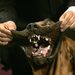 Amerikai Egyesült Államok: Angol véreb a kifutón a Westminster Kennel Club 131. éves kutyakiállításán, a New York-i Medison Square Gardenben.