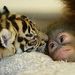 Indonézia: Dema, a szumátrai tigris Nia, az orángutánbébi homlokát nyalogatja a bogori szafaripark állatóvodájában 