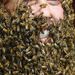 Kanada: Alison Skinner a kanadai Aylmerben rendezett méhszakállversenyen. 