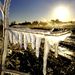 Egyesült Államok: Jégcsapok egy doveri eperföldön. 2008. január 3-án fagyott Floridában. 
