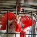 Csirkéket itatnak egy indiai farmon. A madárinfluenza miatt 20 ezer szárnyast pusztítottak el Indiában.