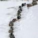 Vadkacsák törnek utat maguknak az auburni tó jégkásás felszínén a Maine állambeli Auburnban 2008. január 15-én. A térségben elõzõ nap jelentõs mennyiségû hó hullott.