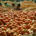 India: Napszámosok válogatják és csomagolják a narancsot egy siliguri piacon.