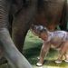 Indonézia: Kilenc napos elefántbébi a Gianyari safari parkban.