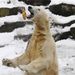 Németország: Knutot croissant-nal etetik a látogatók a berlini állatkertben.