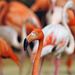 Dél-Korea: Kiengedték a flamingókat téli szállásukról a gwacheoni élményparkban
