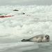 Kanada: Fókavadászat a kanadai Szent Lőrinc-öbölben. Ez idei szezonban 280 000 fókát mészárolnak le a kanadai fókavadászok.