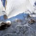 Spanyolország: A Spirit of Bermuda kifut Vigo kikötőjéből a nagy vitorlás hajók Atlantic Challenge versenyének rajtja előtt

