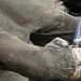 Ukrajna: Elefántpedikűr a kijevi  állatkertben