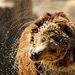 Spanyolország: Grizzly 36 fokos melegben a Madridi állatkertben