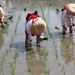 Japán: Rizsültetés egy oszakai sintó szentély rizsföldjén