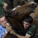 Spanyolország: Vadló-betörés a Rapa das bestas nevű, négyszáz éves
lovasünnepen Sabucedóban
