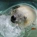 Japán: Rieko, a jegesmedve a tokiói állatkertben