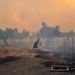 Görögország: Tűz pusztít Athéntól nyugatra. Egy helybeli próbálja menteni az olivafáit