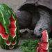 A Taronga állatkert Aldabra teknőse fagyöngy mintázattal vésett dinnyéből lakmározik. 
