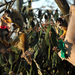 A londoni állatkert mókusmajmai az ünnepek alatt az angolszász hagyományokhoz híven zoknikból dézsmálnak