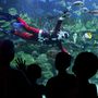 Malajziába is megérkezett a karácsony: vízalatti Télapó üdvözli a gyerekeket a főváros, Kuala Lumpur egyik akváriumában.