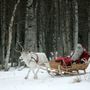 Mikulásnak öltözött férfi siklik a szánjával az Északi-sarkkör vidékén, valahol Finnországban.